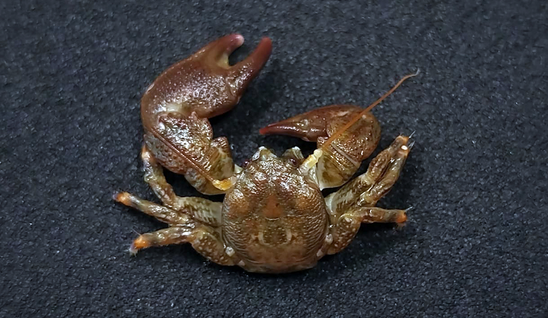 Projeto Caranguejos Porcelanídeos